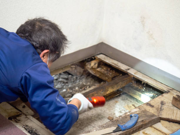 Mold Removal and Inspection in Englewood, OH