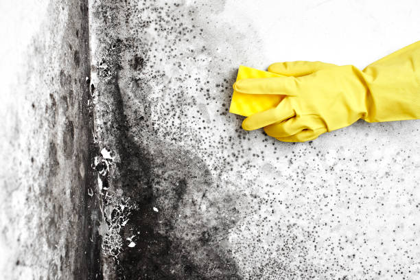 Home Mold Removal in Englewood, OH