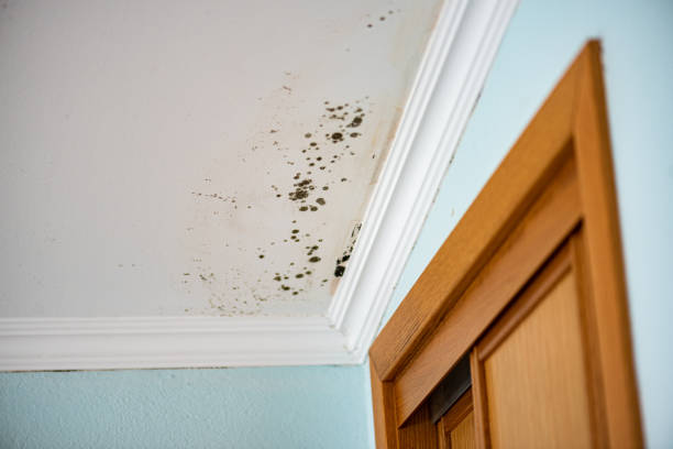 Trusted Englewood, OH Mold Removal Experts
