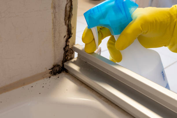 Best Commercial Mold Removal  in Englewood, OH