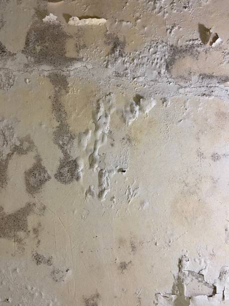 Mold Removal Process in Englewood, OH