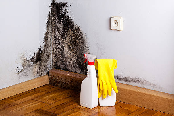 Best Toxic Mold Removal  in Englewood, OH