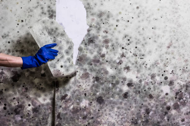 Best Attic Mold Removal  in Englewood, OH